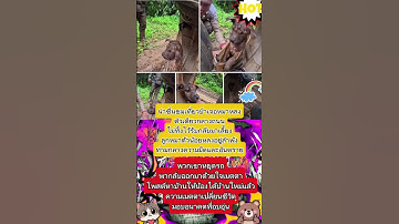 ไม่ทิ้งไว้! เที่ยวป่าเจอหมาหลงกลางถนน รับกลับมาเลี้ยงจนได้บ้านใหม่#หมาหาบ้าน#ความเมตตา#ชื่นชม#ทำดี