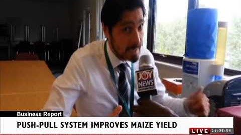 PUSH-PULL FOR MAIZE CULTIVATION