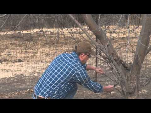 download free pruning peach trees download free pruning peach trees