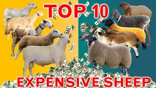 Top 10 Expensive Sheep Breeds in the World