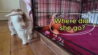 Cavalier King Charles Puppy Vanilla, she cannot stop shaking her head when she is very curious by Vanilla Channel 1,466 views 2 months ago 2 minutes, 19 seconds