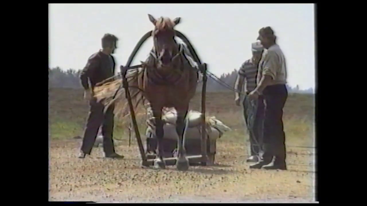 Valtakunnalliset työkilpailut ja Suomenhevosten maastomaraton Laihialla 10 - 11.7.1993