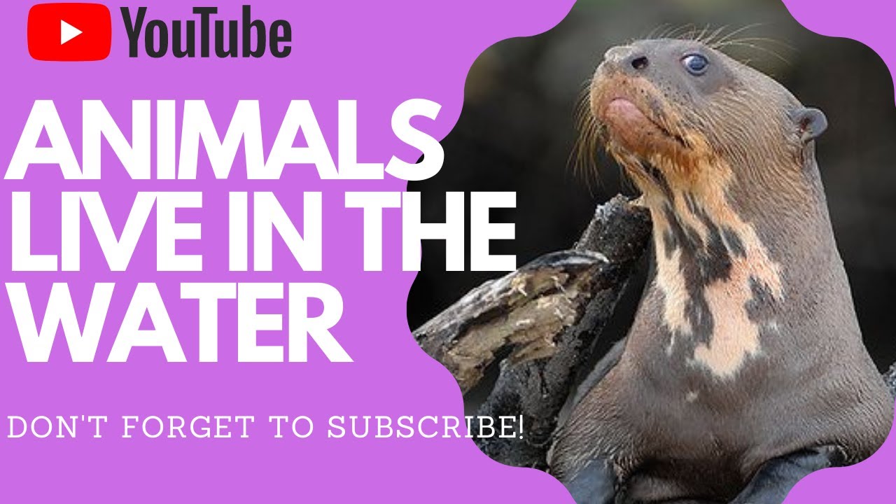 Animals live in both Land and Water - YouTube