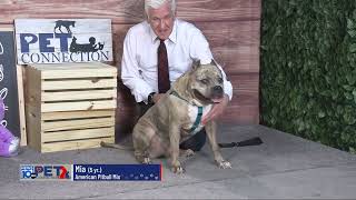Pet Connection Mia 4-7-25