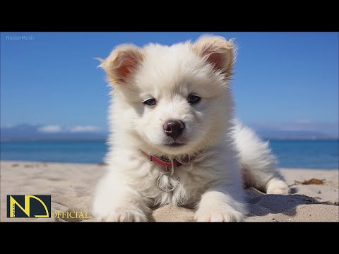 20 HOURS of Deep Sleep Dog Calming Music🐶🎵Anti Separation Anxiety Relief🐶🎵Dog Music 💖🎵 NadanMusic