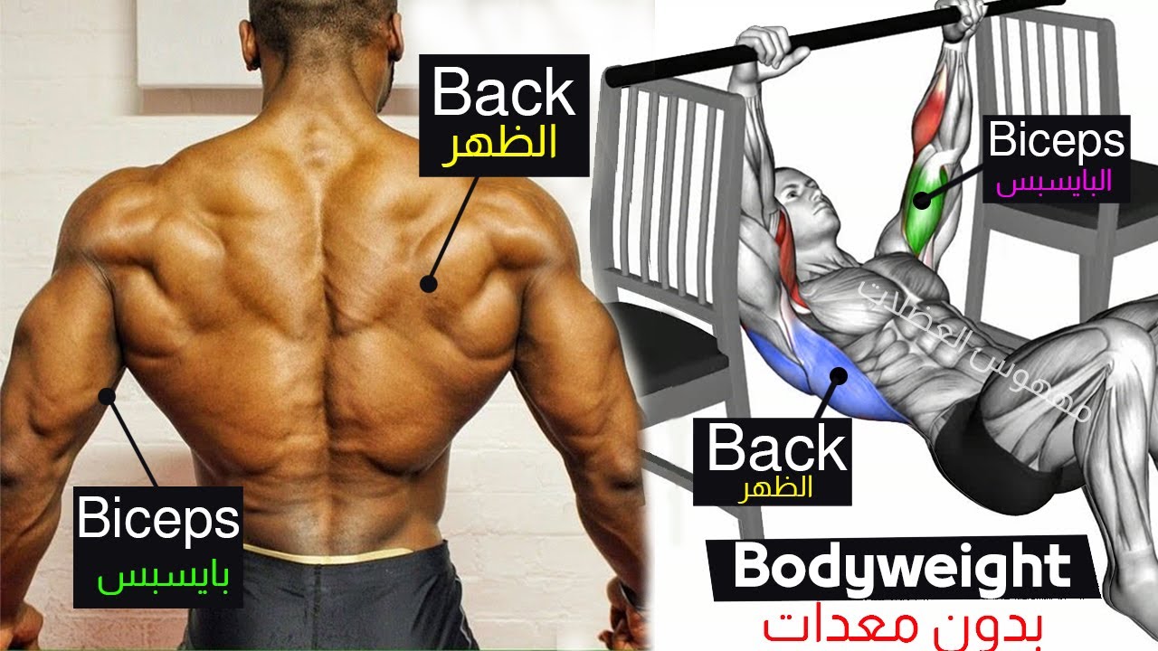 Simple Bodyweight Back Exercises No Equipment for Beginner