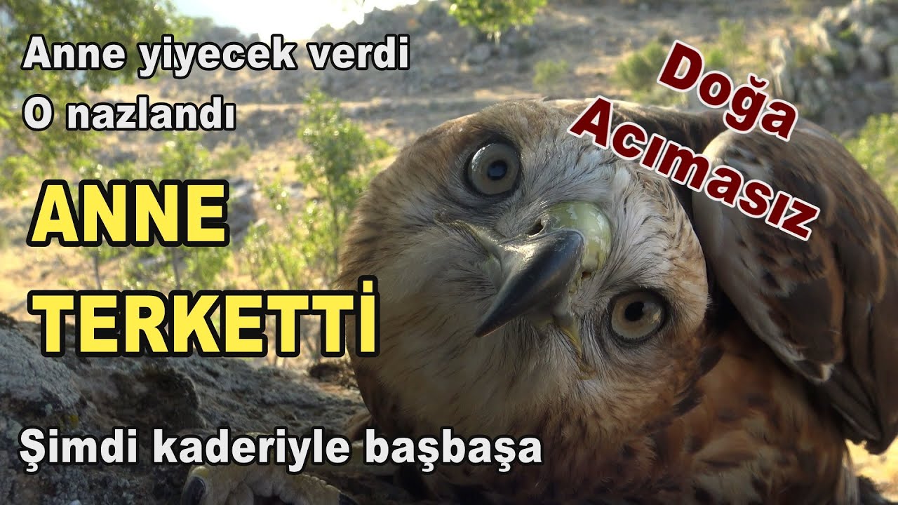 YAVRU NAZLANDI/ANNE DE TERKEDİP GİTTİ(2.bl.)