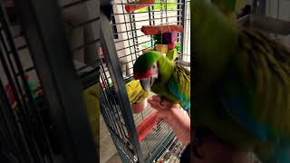Morning Dad 💙🦜✅ #macaw #morning #cleverparrot #training #explorepage #reels #youtube #birdsavairy