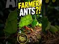 Leafcutter Ant Zoovanta TV The Tiny Ants That FARM Underground!
