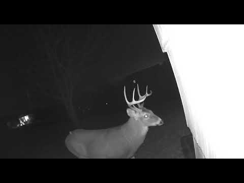 Oh, Deer: Check Out Video Of Buck Spotted In Putnam