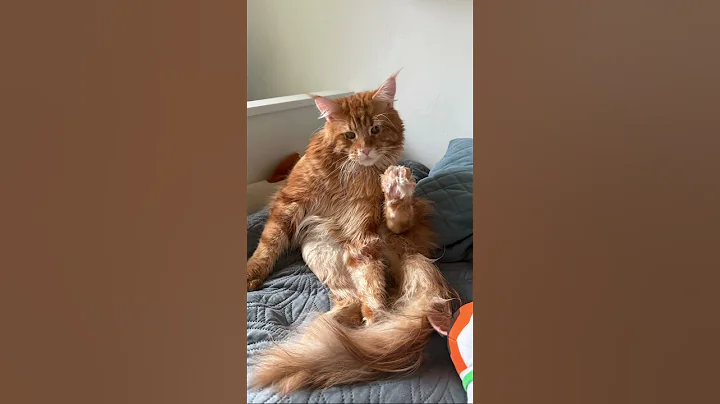 Video 11584481: mainecooncat mainecoons cat, kitten cat funnycat mainecoon, mainecoon kitten cute funnycats