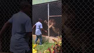 Jamaica and Meet Santa Cruz the Lion @insidejamaica