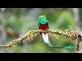 A most amazing bird - the one and only Resplendent Quetzal!!