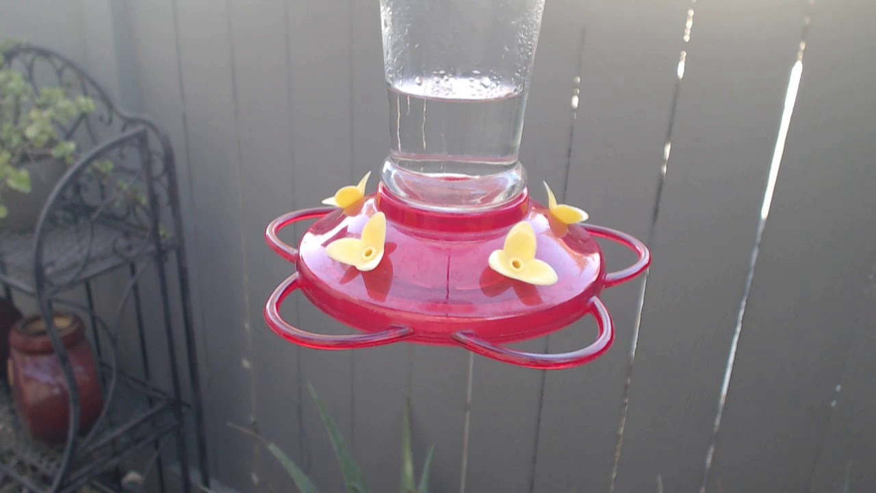 video phone beyonce mp3 Bella Hummingbird Nest Cam 09-15-2018 16:03:49 - 17:03:49