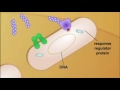 Quorum sensing in bacteria 2 - YouTube