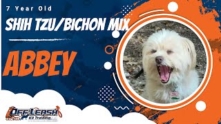 Abbey | 7 Year Old Shih Tzu/Bichon Mix | Off Leash K9 Training, Georgia