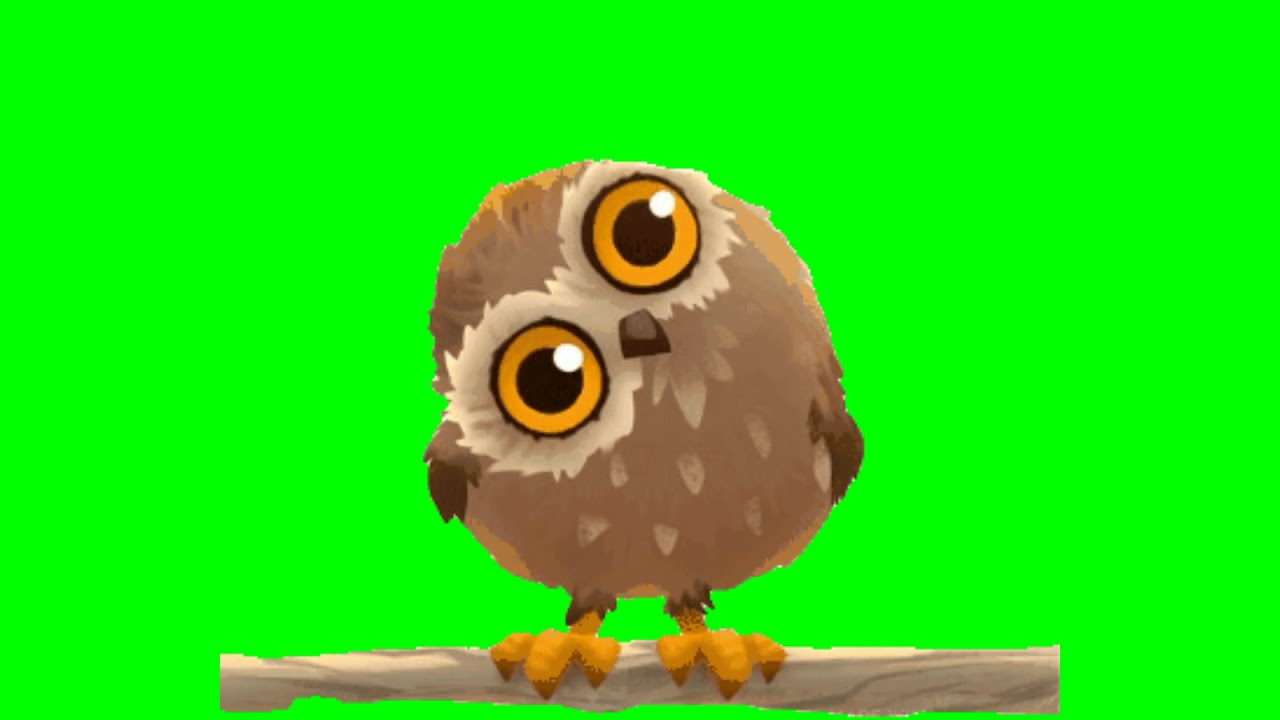 Owl green screen animation| editor g