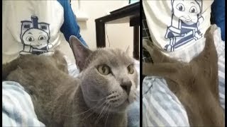 「これ絶対入ってるよね」って感じのポーズで甘える灰色猫