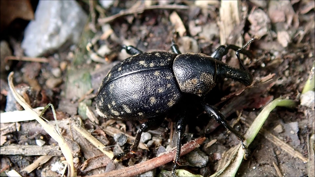 Trage snuittor (Liparus germanus)