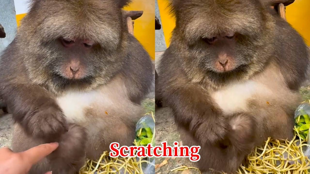 Xingxing: I'm Scratching An Itch! What Are You Doing? Don't Move!