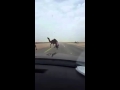 ماسك رشاش ويوقف السيارات ليسمح لنياق بالعبور
