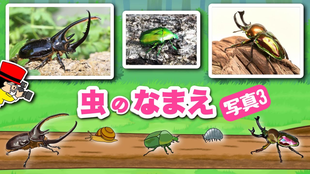 昆虫の名前】写真で覚える③こんちゅうのなまえ・図鑑〈カブトムシ