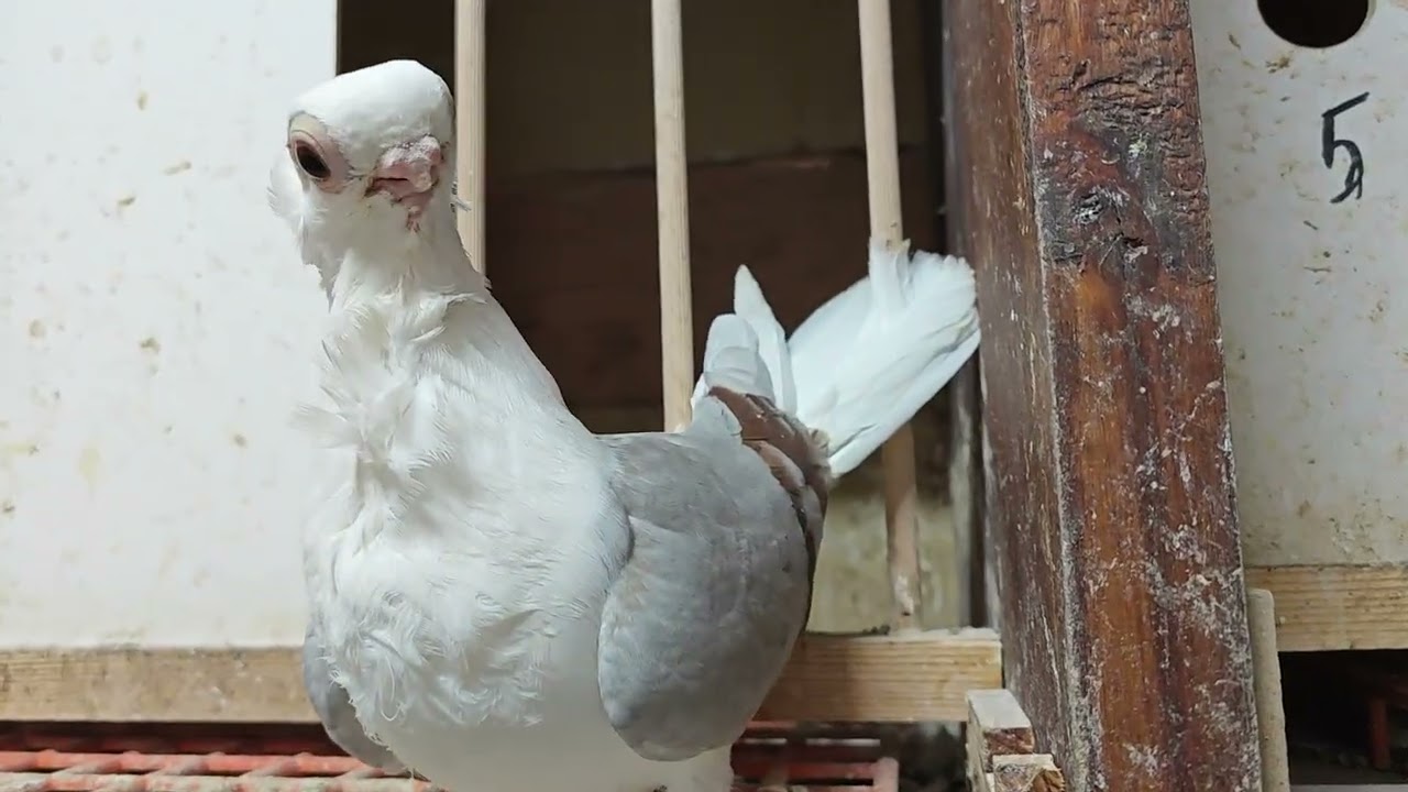 Jak tam u was gołąbki radzą sobie w mróz 🥶🕊️🥶🕊️