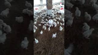 Broilers IBD Gumboro Vaccine using Water and Milk by Sunny Poultry ll गुम्बोरो पोल्ट्री वैक्सीन