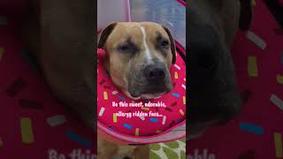 *facepalm* #fallingforautumn #puppy #doglove #cute #rescue #doglife #funny #dogmom #cutedog #pitbull