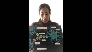 Exposición Maqueta - Neurona
