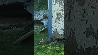Coexisting with Wildlife: Early Morning Groundhog Patrol #shorts #groundhog #wildlife #nature