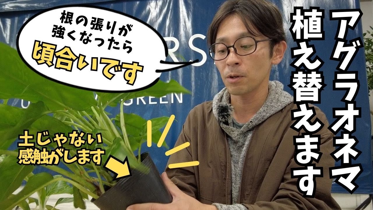 Houseplants] How to tell just by touching them! How to determine