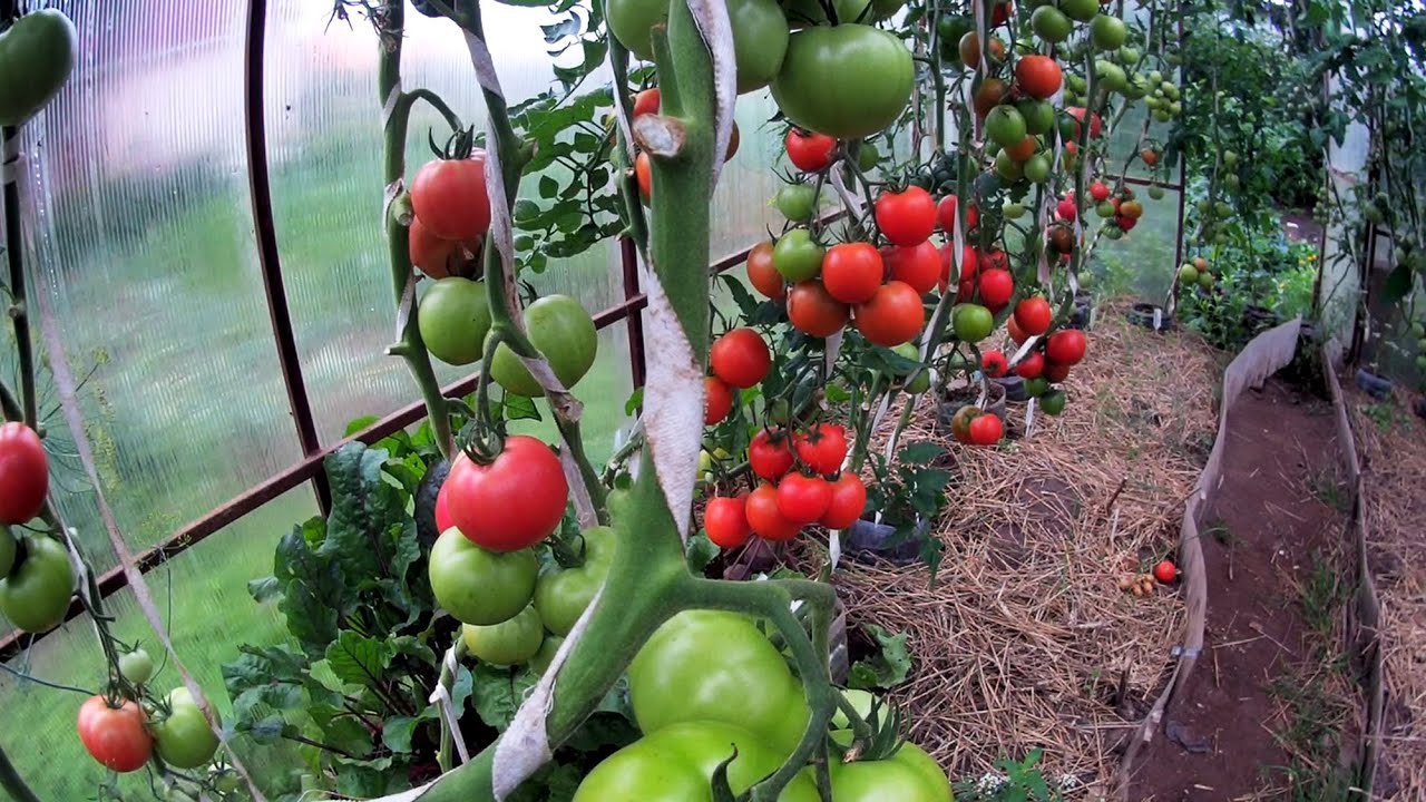 Почему помидоры краснеют. Мои томаты. Чтобы помидоры быстрее покраснели. Краснею как томат. Чтобы помидоры быстрее краснели на кусту.