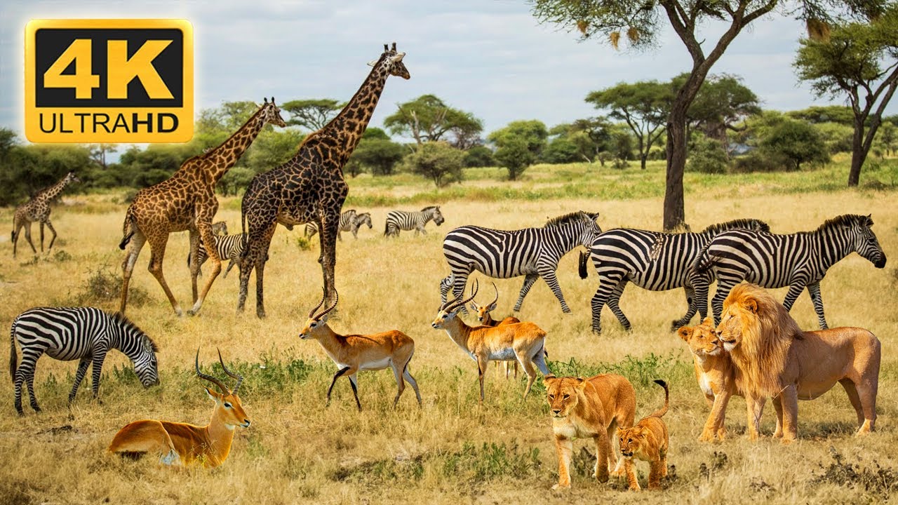 4K Африканские животные: Национальный парк Большого Крюгера - расслабляющая музыка с видео об