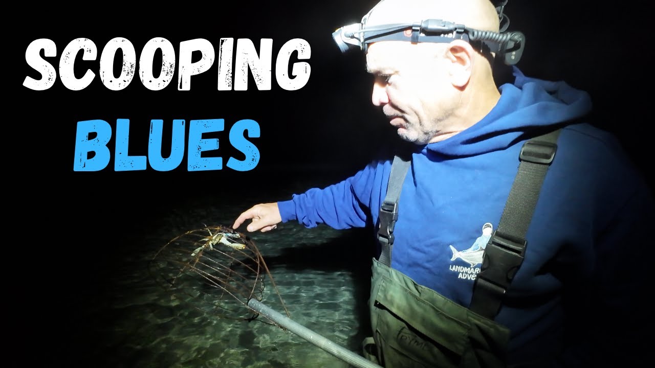 Вылов голубых крабов-манн (плавающих крабов).