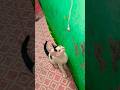 #cat #funny short video||