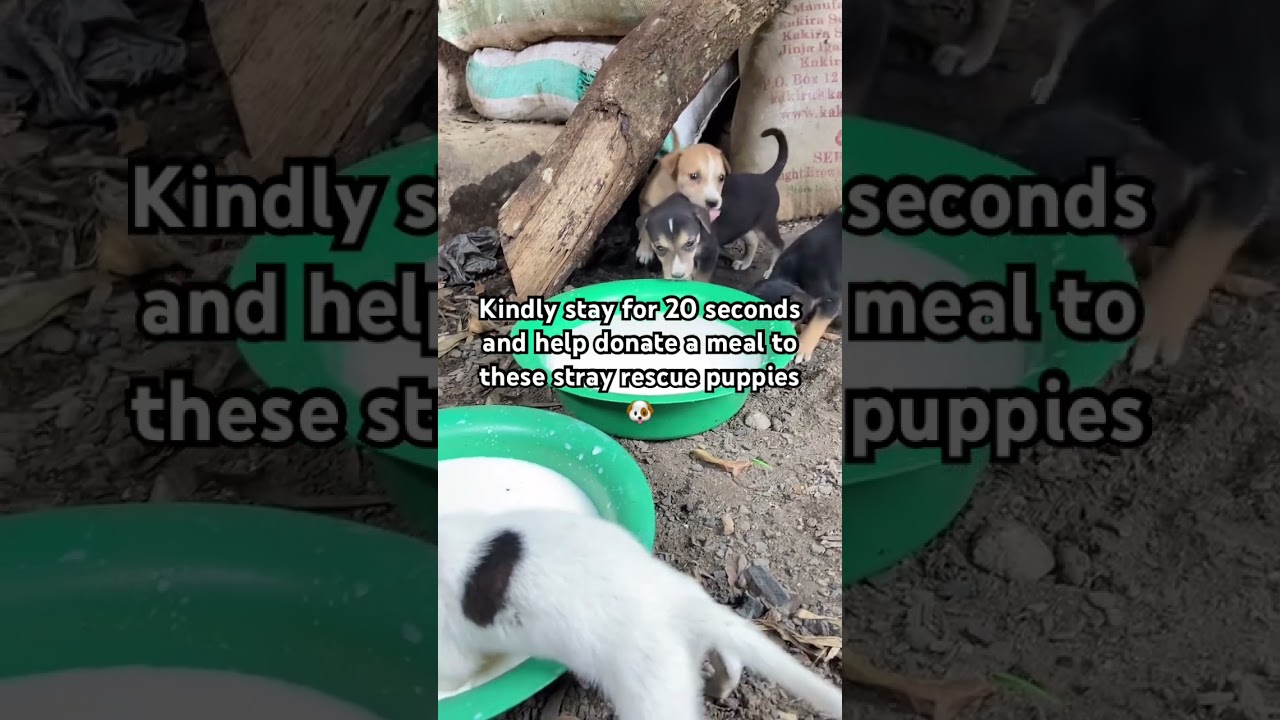 Donation link in bio 