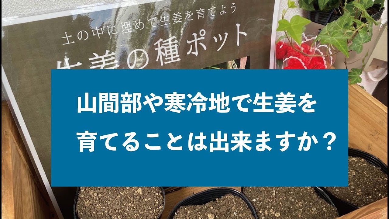 山間部 寒冷地で生姜は育ちますか マニアックな質問に答えてみた Youtube