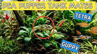 Pea puffer tank mates | Pea puffer tank mates 5 gallon | Dwarf pea puffer tank mates . 