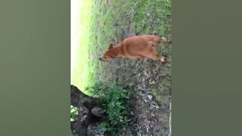 She was trying to get her stick I put in the tree