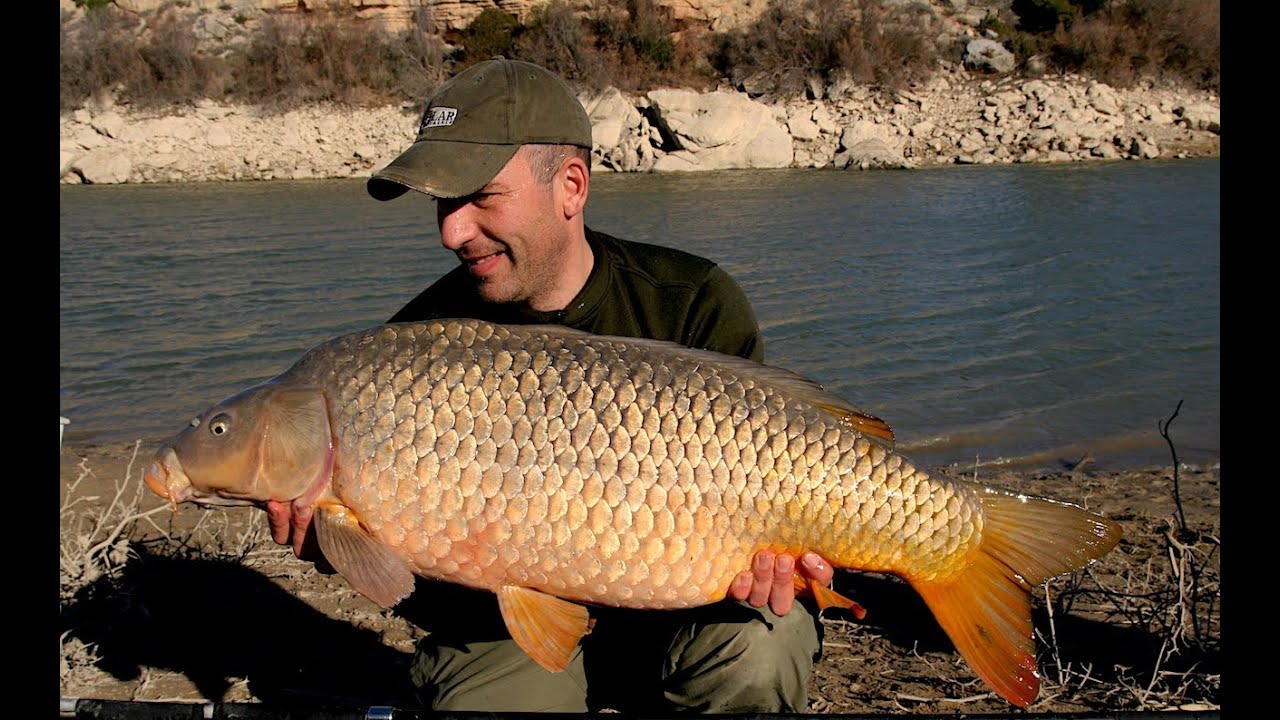 CARP fishing on the River Ebro YouTube