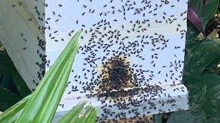 Native Australian bee swarm capture