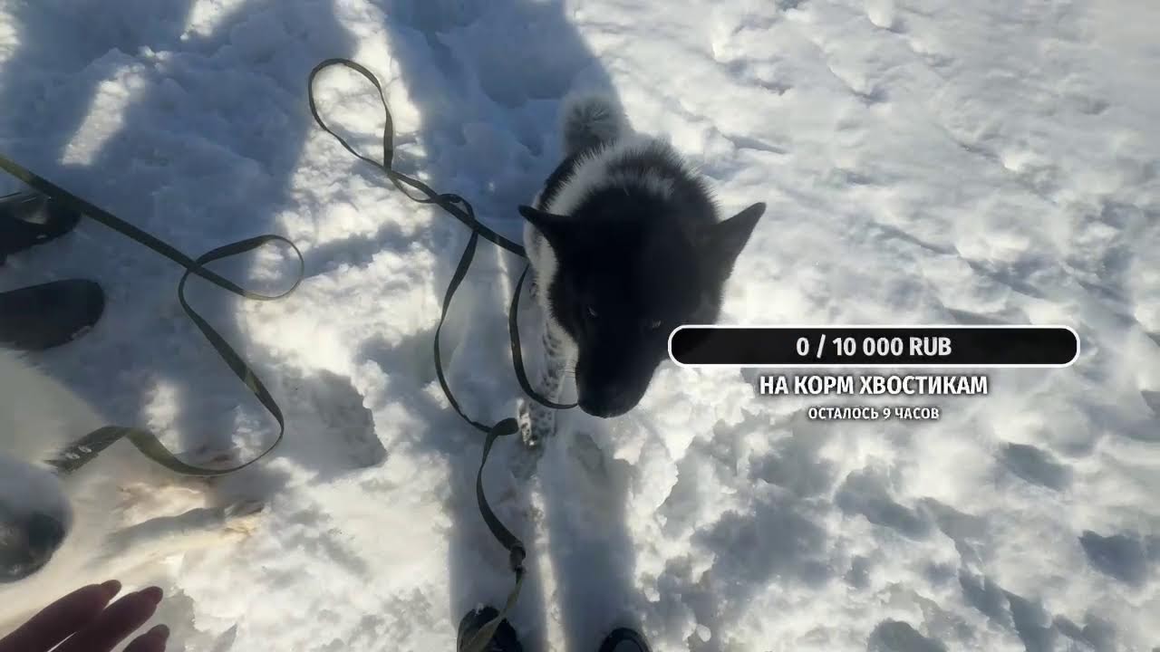 Передержка