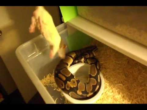 ballo bibaho Feeding vid 2012