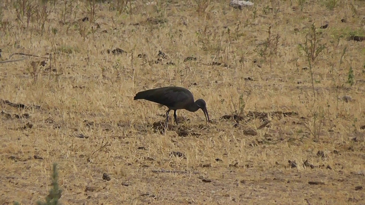 Ibis hagedash (Bostrychia hagedash) - video 1 © Nicolas Macaire