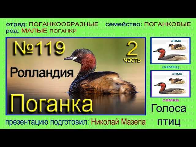 Поганка. Ролландия. Голоса птиц