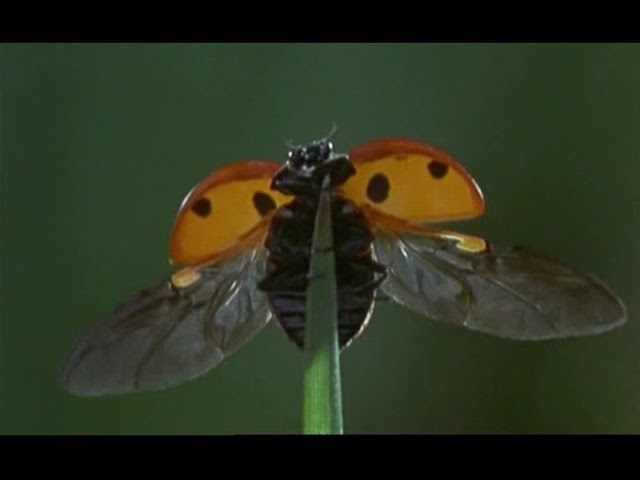 Microcosmos