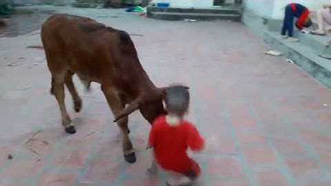 Cú húc kinh hoàng của Bò tót