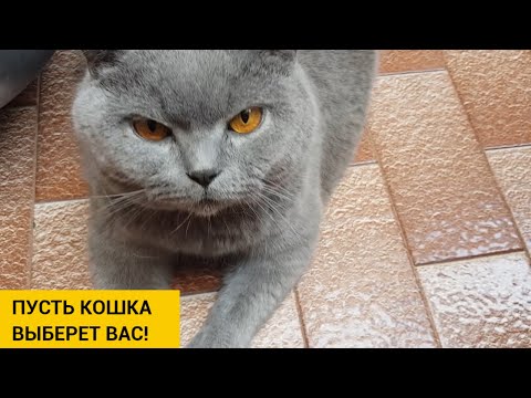 Видео: Как сказать, если ваша кошка в жару и советы, чтобы успокоить ее