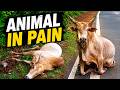 Animal in Pain: Canacona Residents Urge Authorities to Act Quickly
